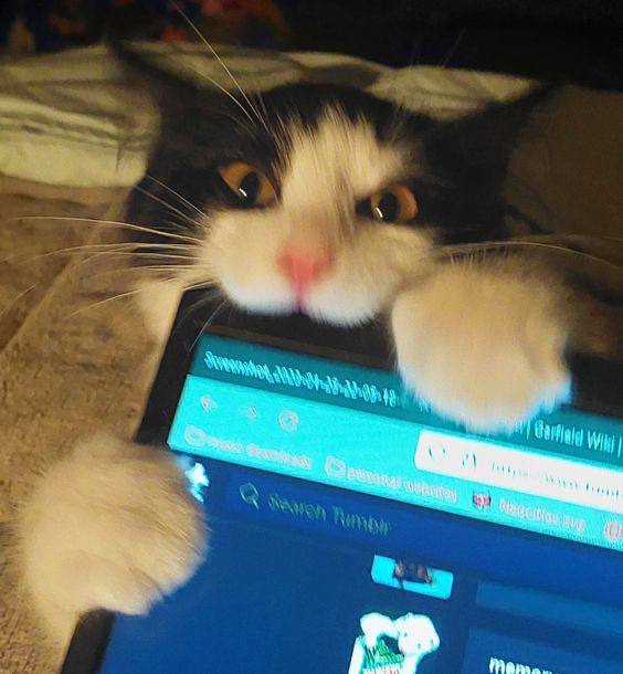 агрессивный кот кусает ноутбук