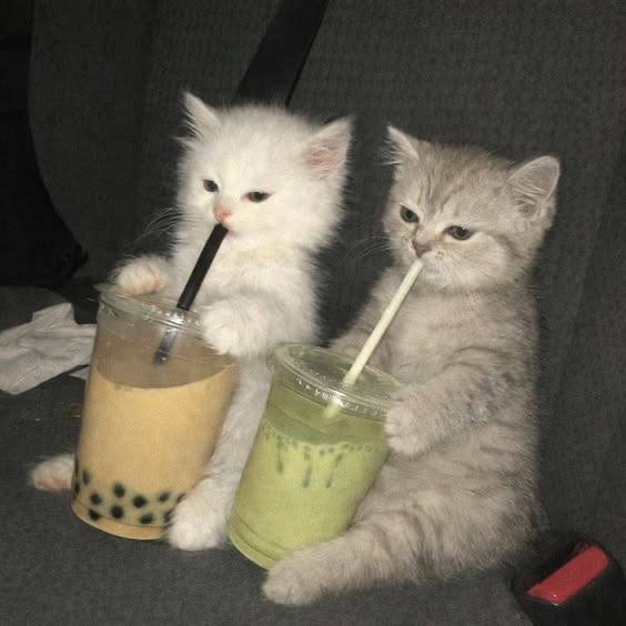 коты расслабляются и пьют холодные напитки