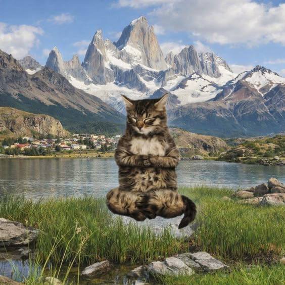 медитирующий кот в горах