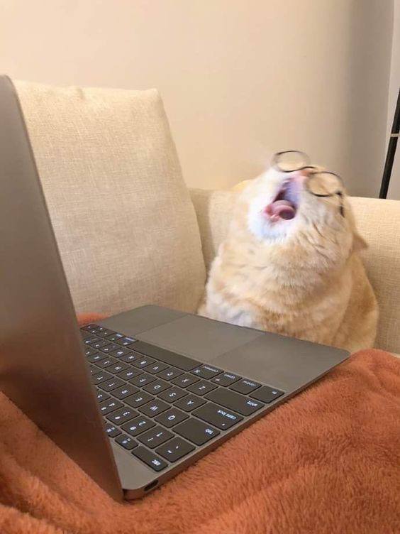 кот за ноутбуком в очках